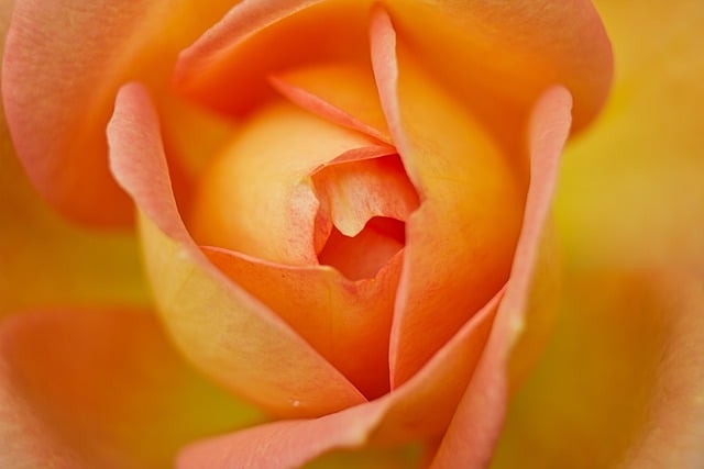 Yellow Rose Close-Up