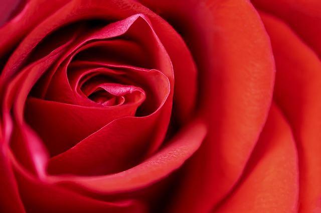 Red Rose Close-Up