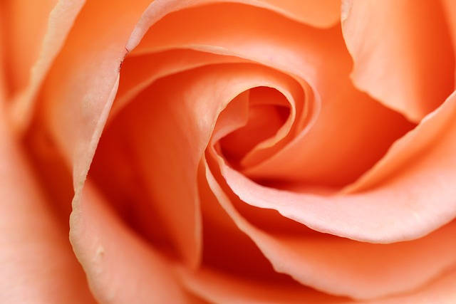 Peach Rose Close-up